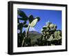 Cacti, Stromboli Island, Eolian Islands (Aeolian Islands), Unesco World Heritage Site, Italy-Oliviero Olivieri-Framed Photographic Print