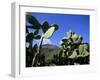 Cacti, Stromboli Island, Eolian Islands (Aeolian Islands), Unesco World Heritage Site, Italy-Oliviero Olivieri-Framed Photographic Print