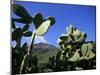 Cacti, Stromboli Island, Eolian Islands (Aeolian Islands), Unesco World Heritage Site, Italy-Oliviero Olivieri-Mounted Photographic Print