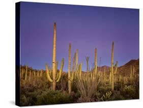 Cacti View I-David Drost-Stretched Canvas