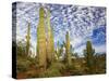 Cacti View III-David Drost-Stretched Canvas