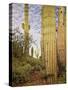 Cacti View IV-David Drost-Stretched Canvas