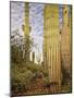 Cacti View IV-David Drost-Mounted Photographic Print