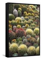 Cacti-Bjorn Svensson-Framed Stretched Canvas