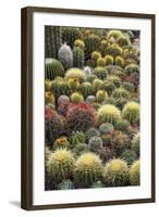 Cacti-Bjorn Svensson-Framed Premium Photographic Print