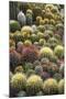 Cacti-Bjorn Svensson-Mounted Premium Photographic Print