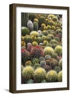 Cacti-Bjorn Svensson-Framed Photographic Print