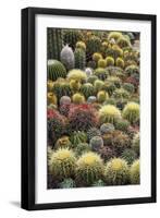 Cacti-Bjorn Svensson-Framed Photographic Print