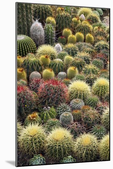 Cacti-Bjorn Svensson-Mounted Photographic Print