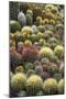 Cacti-Bjorn Svensson-Mounted Photographic Print