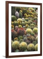 Cacti-Bjorn Svensson-Framed Photographic Print