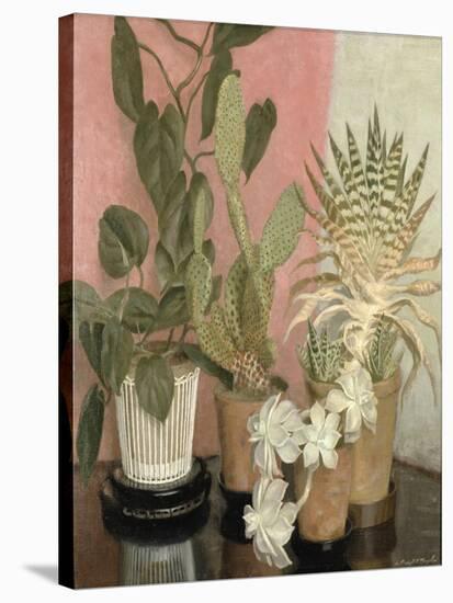 Cacti-Leonard Campbell Taylor-Stretched Canvas