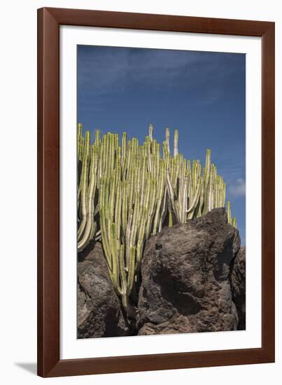 Cacto Luso-Alan Copson-Framed Giclee Print