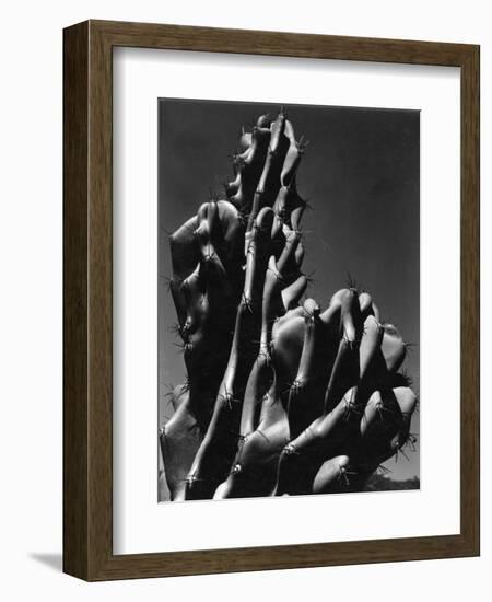 Cactus, 1934-Brett Weston-Framed Photographic Print