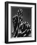 Cactus, 1934-Brett Weston-Framed Photographic Print