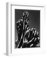 Cactus, 1934-Brett Weston-Framed Photographic Print