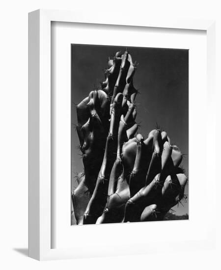 Cactus, 1934-Brett Weston-Framed Photographic Print