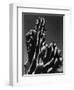 Cactus, 1934-Brett Weston-Framed Photographic Print