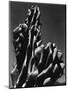 Cactus, 1934-Brett Weston-Mounted Photographic Print