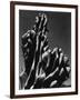 Cactus, 1934-Brett Weston-Framed Photographic Print