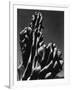 Cactus, 1934-Brett Weston-Framed Photographic Print