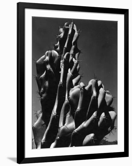 Cactus, 1934-Brett Weston-Framed Photographic Print