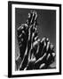 Cactus, 1934-Brett Weston-Framed Photographic Print