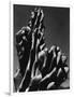 Cactus, 1934-Brett Weston-Framed Photographic Print
