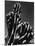 Cactus, 1934-Brett Weston-Mounted Photographic Print