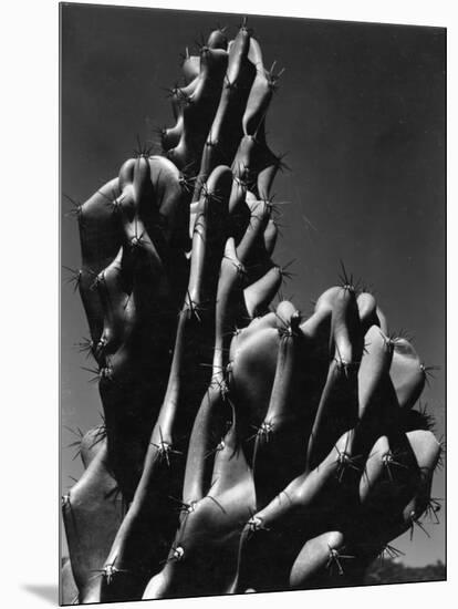 Cactus, 1934-Brett Weston-Mounted Photographic Print