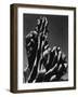 Cactus, 1934-Brett Weston-Framed Photographic Print