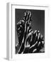 Cactus, 1934-Brett Weston-Framed Photographic Print