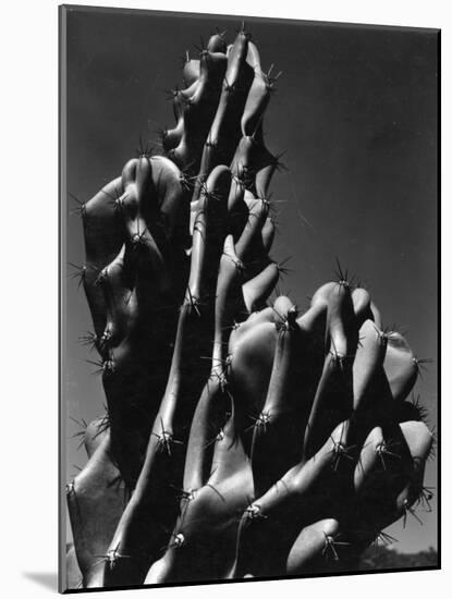 Cactus, 1934-Brett Weston-Mounted Photographic Print