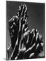 Cactus, 1934-Brett Weston-Mounted Photographic Print