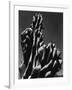 Cactus, 1934-Brett Weston-Framed Photographic Print