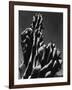 Cactus, 1934-Brett Weston-Framed Photographic Print