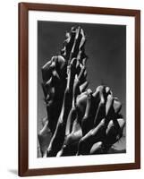 Cactus, 1934-Brett Weston-Framed Photographic Print