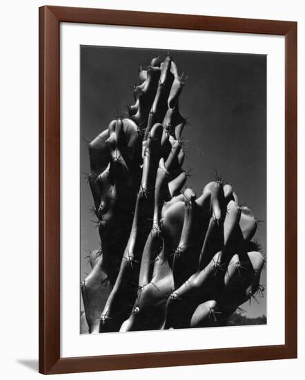 Cactus, 1934-Brett Weston-Framed Photographic Print