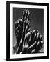 Cactus, 1934-Brett Weston-Framed Photographic Print