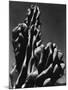 Cactus, 1934-Brett Weston-Mounted Photographic Print