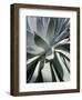 Cactus 2-Jenny Kraft-Framed Art Print