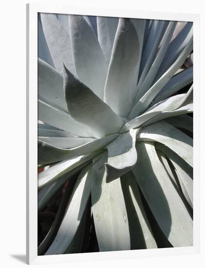 Cactus 2-Jenny Kraft-Framed Giclee Print