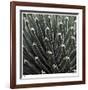 Cactus 34-Ken Bremer-Framed Limited Edition