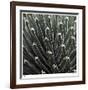 Cactus 34-Ken Bremer-Framed Limited Edition