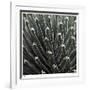 Cactus 34-Ken Bremer-Framed Limited Edition