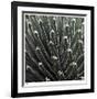 Cactus 34-Ken Bremer-Framed Limited Edition