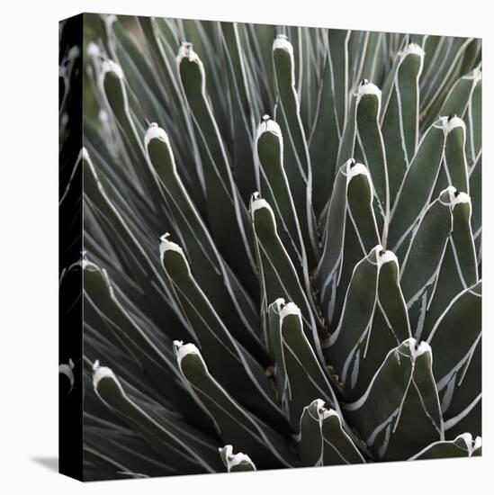 Cactus 34-Ken Bremer-Stretched Canvas