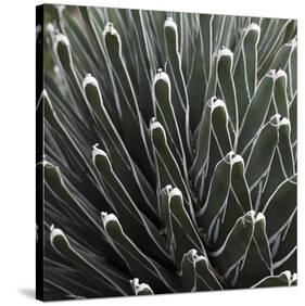 Cactus 34-Ken Bremer-Stretched Canvas