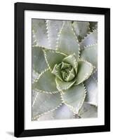 Cactus 3-Jenny Kraft-Framed Art Print