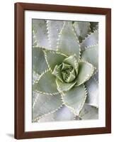 Cactus 3-Jenny Kraft-Framed Art Print